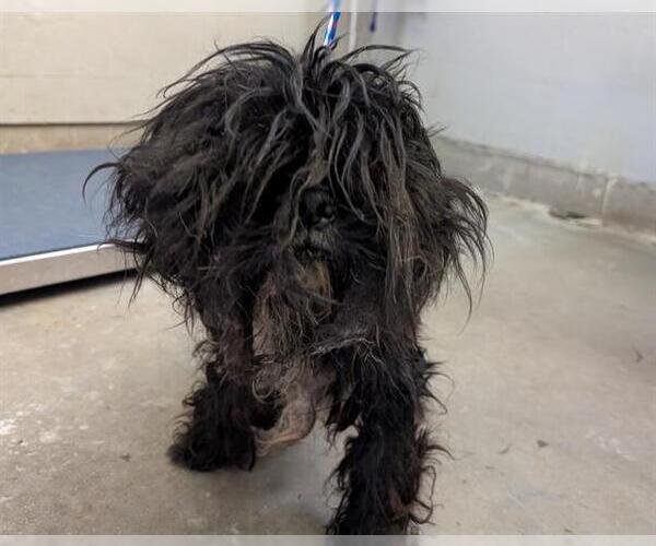 Medium Photo #1 Shih Tzu Puppy For Sale in Camarillo, CA, USA