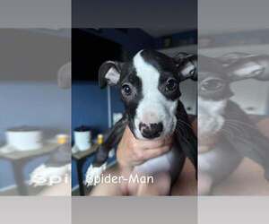 Mutt Dogs for adoption in Wenonah, NJ, USA