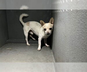 Chihuahua Dogs for adoption in Downey, CA, USA