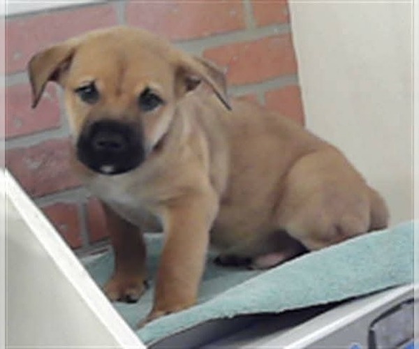 Medium Photo #8 Labrottie Puppy For Sale in Lakewood, CO, USA