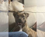 Small #2 Mountain Cur-Staffordshire Bull Terrier Mix