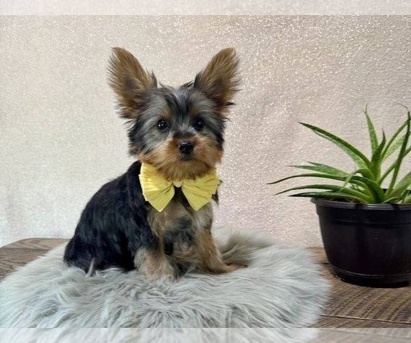 Medium Photo #2 Yorkshire Terrier Puppy For Sale in NAPPANEE, IN, USA