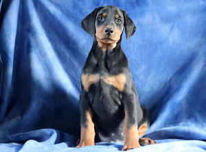 Doberman Pinscher Puppy for sale in MOUNT JOY, PA, USA