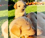Small #24 Golden Labrador