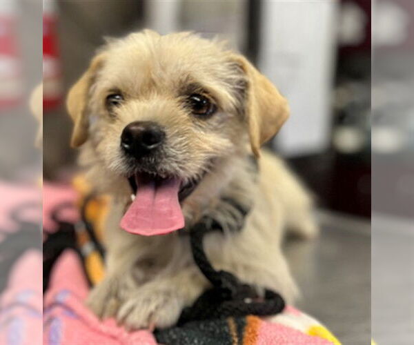 Medium Photo #1 Mutt Puppy For Sale in Downey, CA, USA