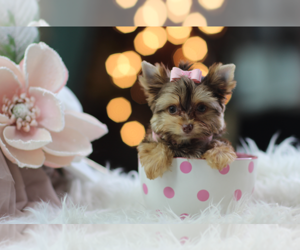Medium Photo #12 Biewer Terrier Puppy For Sale in MIAMI BEACH, FL, USA