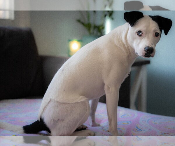 Medium Photo #3 Mutt Puppy For Sale in Princeton, MN, USA