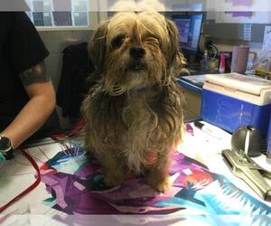 Mutt Dogs for adoption in Riverside, CA, USA