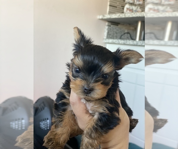 Medium Photo #4 Yorkshire Terrier Puppy For Sale in OAK LAWN, IL, USA