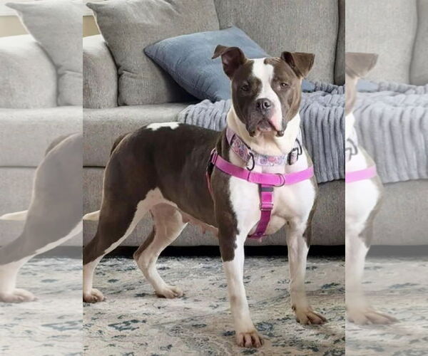 Medium Photo #6 Bulloxer Puppy For Sale in Strongsville, OH, USA