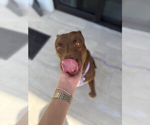 COURTESY POST: Daisy - Female Mutt Dog for Adoption - Photo #2