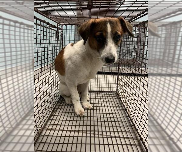 Medium Photo #1 Chihuahua Puppy For Sale in Corpus Christi, TX, USA