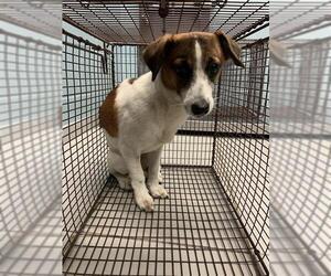 Chihuahua Dogs for adoption in Corpus Christi, TX, USA