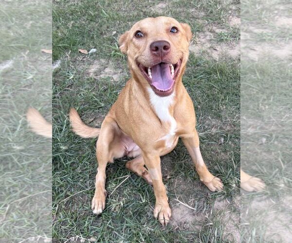 Medium Photo #1 American Pit Bull Terrier-Unknown Mix Puppy For Sale in Wetumpka, AL, USA