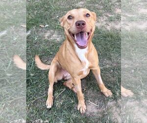American Pit Bull Terrier-Unknown Mix Dogs for adoption in Wetumpka, AL, USA