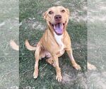 261414  Gemma - Female American Pit Bull Terrier-Unknown Mix Dog for Adoption - Small photo