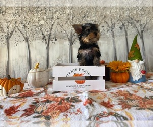 Yorkshire Terrier Puppy for sale in VISALIA, CA, USA