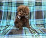 Bentley - Male ShihPoo Puppy for Sale - Photo #10