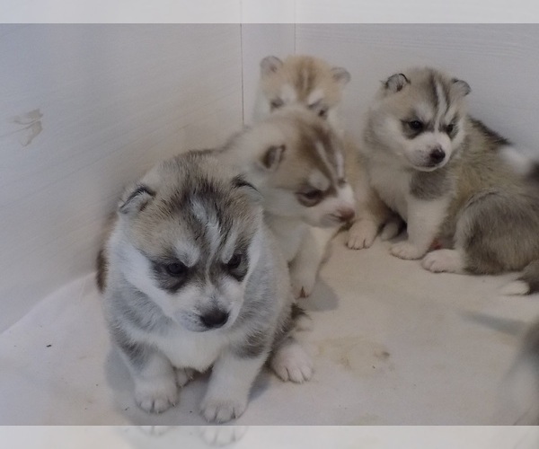 Medium Photo #1 Siberian Husky Puppy For Sale in LOS ANGELES, CA, USA