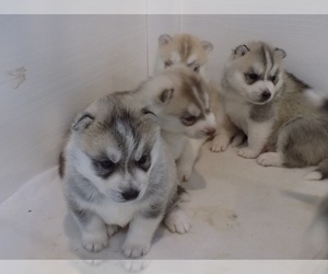 Siberian Husky Puppy for sale in LOS ANGELES, CA, USA