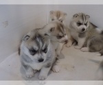 Small Siberian Husky