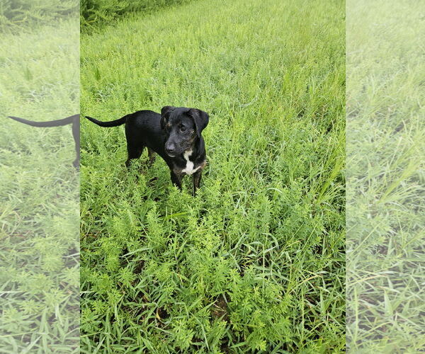 Medium Photo #5 Labrador Retriever-Unknown Mix Puppy For Sale in Thomasville, NC, USA