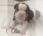 Small Photo #6 Boston Terrier Puppy For Sale in DICKINSON, TX, USA