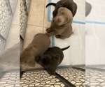 Small Photo #4 Labrador Retriever Puppy For Sale in HENDERSON, NV, USA
