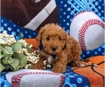 Small Photo #2 Miniature Labradoodle Puppy For Sale in KINZERS, PA, USA