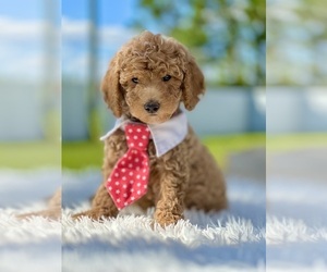 Goldendoodle (Miniature) Puppy for sale in FROSTPROOF, FL, USA