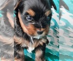 Small Photo #2 Yorkshire Terrier Puppy For Sale in GREEN VALLEY, AZ, USA