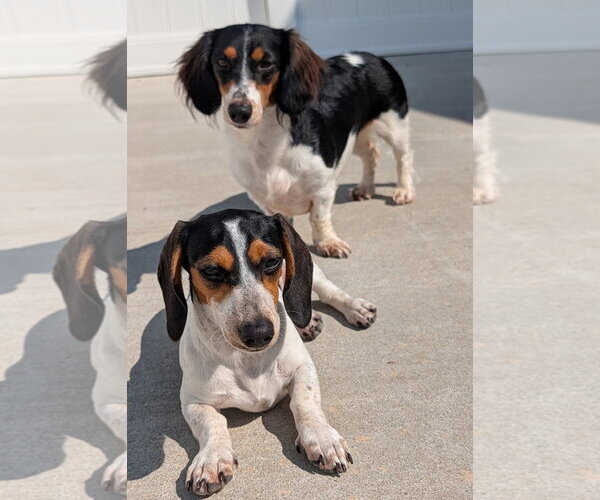 Medium Photo #3 Dachshund Puppy For Sale in Shelbyville, TN, USA