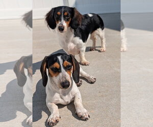 Dolly and Patsy in TN - Female Dachshund Dog for Adoption - Photo #3