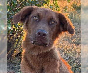 June Carter - Female Golden Shepherd Dog for Adoption - Photo #9