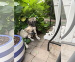 Small #2 Mutt