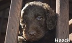 Small Photo #1 Labradoodle Puppy For Sale in JASPER, GA, USA
