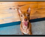 Small #1 Pharaoh Hound-Rat Terrier Mix