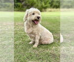 Small #3 Poodle (Miniature) Mix