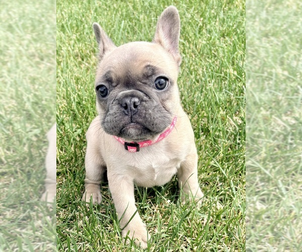Medium Photo #1 French Bulldog Puppy For Sale in CANYON, TX, USA