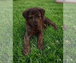 Small #1 German Shepherd Dog-Plott Hound Mix