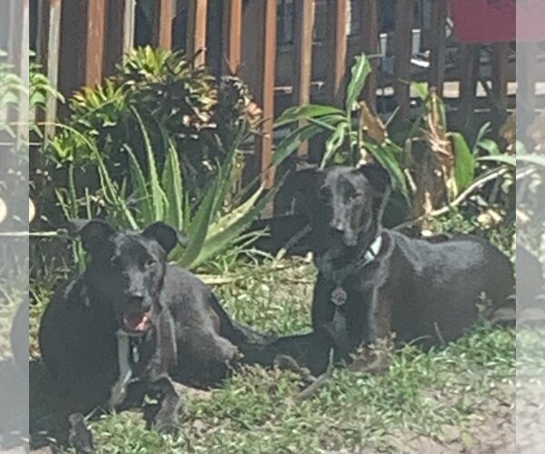 Medium Photo #2 American Pit Bull Terrier-Border Collie Mix Puppy For Sale in Royal Palm Beach, FL, USA