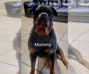 Mother of the Rottweiler puppies born on 01/20/2024