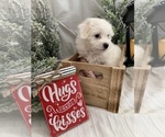 Small Photo #7 Bichon-A-Ranian Puppy For Sale in GREENWOOD, IN, USA