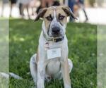 Small #18 Mutt