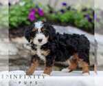 Small #2 Bernedoodle (Miniature)
