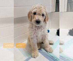 Double Doodle Puppy for sale in POLSON, MT, USA
