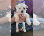 Small #1 Havanese
