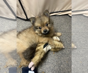 Pomeranian Puppy for sale in PHOENIX, AZ, USA
