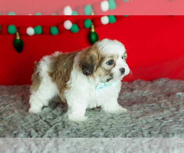 Medium Photo #4 Zuchon Puppy For Sale in WOLCOTTVILLE, IN, USA