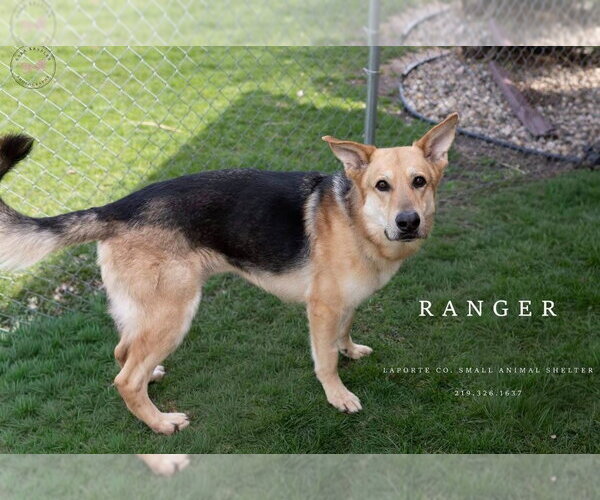Medium Photo #4 German Shepherd Dog Puppy For Sale in La Porte, IN, USA